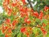 Variety of flowers of Thailand